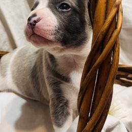 Maui - Blue male Boston Terrier puppy in London, Kentucky from Antjie Boston