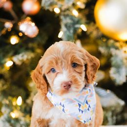 Mars - Caramel male Australian Labradoodle puppy in Diamond Bar, California from Furrytaildoodles