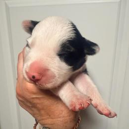 Rosebud (Buddy) - Black and white male Border Collie puppy in Lebanon, Oregon from Cahill’s Canines