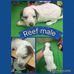 Reef - Piebald male Dachshund puppy in Elko, Nevada from Willow Creek Acres Dachshunds