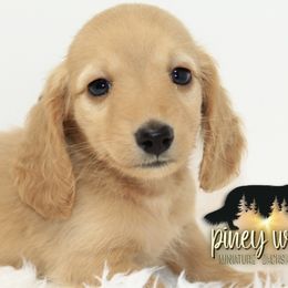 Dachshund Puppies from Piney Woods Miniature Dachshunds
