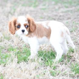 Princess - Blenheim female Cavalier King Charles Spaniel puppy in Lawton, Oklahoma from Lindsey’s Cavies