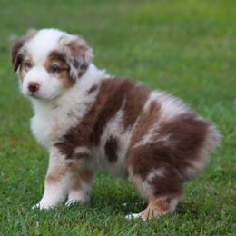 Tucker  red merle male with blue eyes - Red merle male Australian Shepherd puppy in Cookeville, Tennessee from Spring Creek Aussies