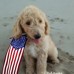 Aussiedoodle Puppies from Rothsolid Puppies
