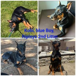 Dachshund and Doberman Pinscher Puppies from Living Hope Dobies and Doxies