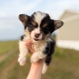 Mad Hatter - Yellow - Black and tan male Pembroke Welsh Corgi puppy in Milan, Georgia from Williams’ Welsh Corgis LLC