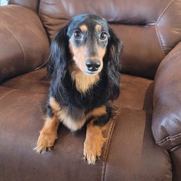Dixie - Dachshund