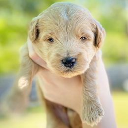 Goldendoodle Puppies from Gulf Coast Mini Doodles