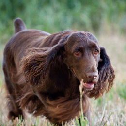 Field Spaniels from Blue Sky Field Spaniels