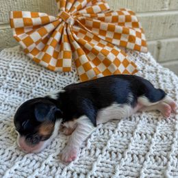 Bernedoodle, Bernese Mountain Dog, Cavalier King Charles Spaniel, and Goldendoodle Puppies from Adventure Doodles Of East TN