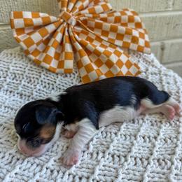 Bernedoodle, Bernese Mountain Dog, Cavalier King Charles Spaniel, and Goldendoodle Puppies from Adventure Doodles Of East TN