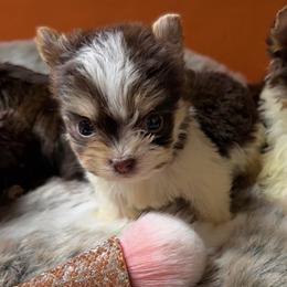 Muffin - Parti male Yorkshire Terrier puppy in Surprise, Arizona from Enchanted Yorkies