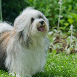 Havanese from Narwyn Havanese