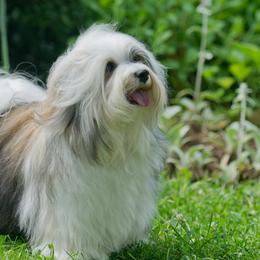 Havanese from Narwyn Havanese