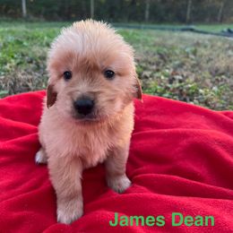James Dean - Dark golden male Golden Retriever puppy in Meriden, Kansas from Sunkissed Retrievers