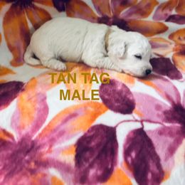 Tan Tag - White male Bichon Frise puppy in Shoreline Park, Mississippi from Laurent’s Bichon Frise Puppies