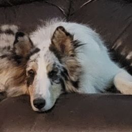 Shetland Sheepdogs from Pam's Shelties