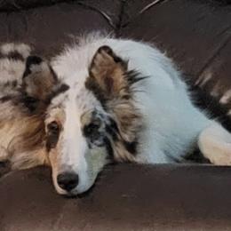 Shetland Sheepdogs from Pam's Shelties
