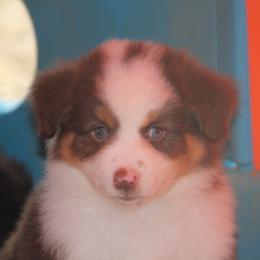 Lenny - Red tri-color male Miniature American Shepherd puppy in Tiskilwa, Illinois from First Harmony Farms