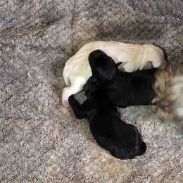 Miniature Schnauzer Puppies from Suncoast Miniature Schnauzers