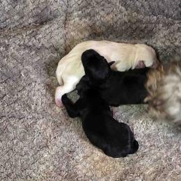 Miniature Schnauzer Puppies from Suncoast Miniature Schnauzers
