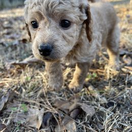 Goldendoodle Puppies from DeBerrys Doodles