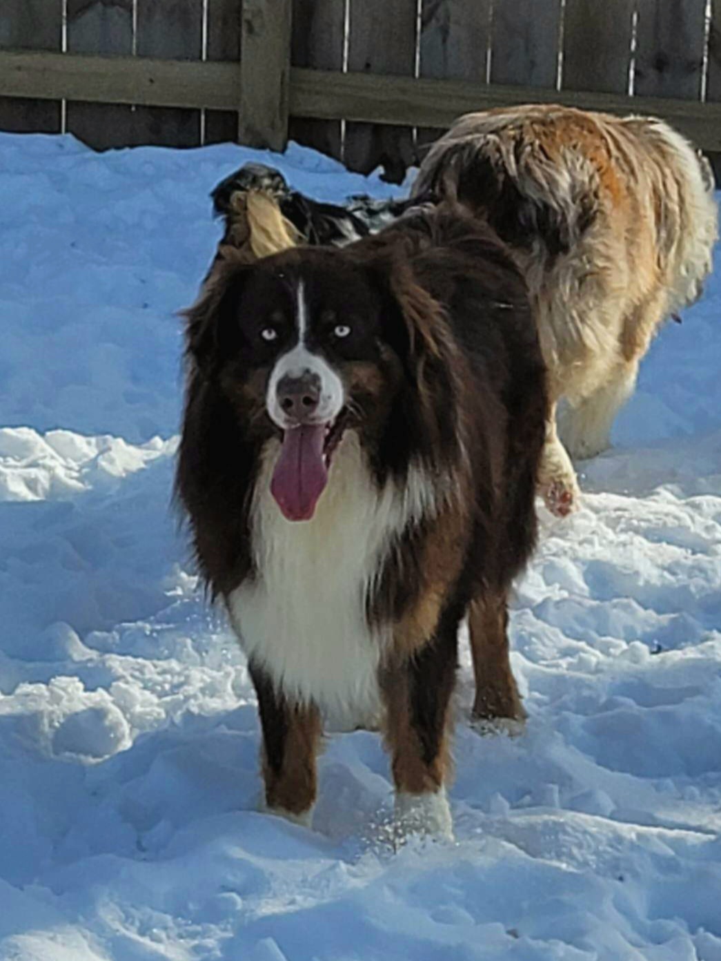 Titan - Australian Shepherd