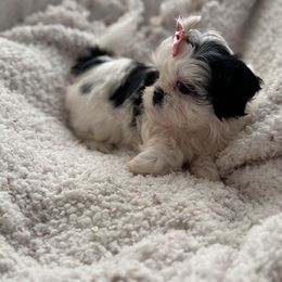 AKC Miss Prada - Black and white female Shih Tzu puppy in Kent, Washington from Exclusively Shih Tzu's LLC