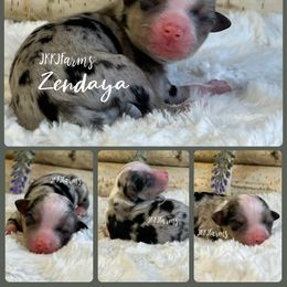 8 - Zendaya - Blue merle female Miniature American Shepherd puppy in Huntington, Texas from JKKJ Farms