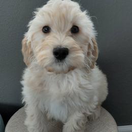 Sam - Cream male Goldendoodle puppy in Eau Claire, Wisconsin from Fisher River Doodle's