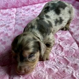 Acadia - Chocolate and cream female Dachshund puppy in Salem, Oregon from Longdox Mini Dachshunds
