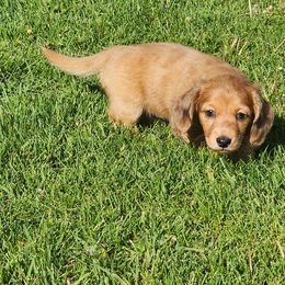 Lilly - Dapple female Dachshund puppy in Anaconda, Montana from Williams Family Dachshunds