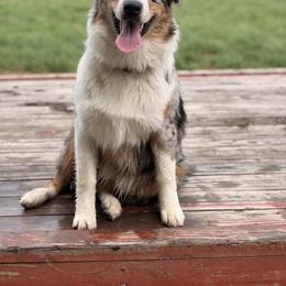 Australian Shepherd Puppies from OakHaven Acres Aussies