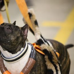 American Staffordshire Terrier puppies from AptiBull Terriers