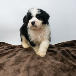 Cowlick - Parti male Goldendoodle puppy in Lafayette, Alabama from Sweethaven Kennels