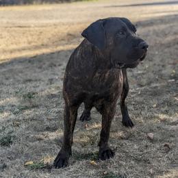 Rebel - Boerboel