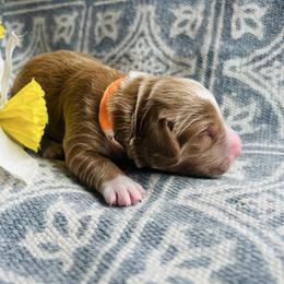 Orange boy - Red  male Goldendoodle puppy in Denison, Iowa from Violet View Iowa Goldendoodles
