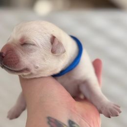 Boy 1 - Yellow male Labrador Retriever puppy in Davidsonville, Maryland from Freedom Ranch Labs