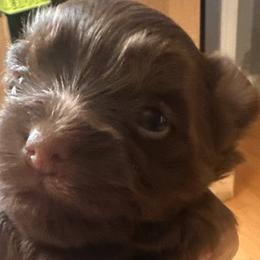 Yorkshire Terriers from DLJ Yorkies