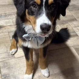 Australian Shepherd All Grown Up from Muckalee Lane Aussies