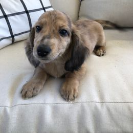 Dachshund Puppies from Mill Creek Dachshunds