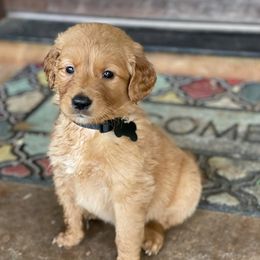 Goldendoodles and Poodles from Mann’s Best Friend Poodles and Doodles