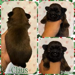 Claus - Sable male Shih Tzu puppy in Yelm, Washington from Lala's All Star Shih Tzu