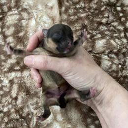 This tiny girl is a pretty sable with white markings - Orange sable female Pomeranian puppy in Kelso, Washington from Highlander Pomeranians