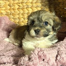 Betty - Red sable female Havanese puppy in Clermont, Florida from Country Sweet Havanese and Creative Coaching