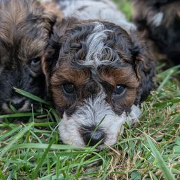Whopper - Tri-color male Cavapoo puppy in Coshocton, Ohio from Forever Family Puppies