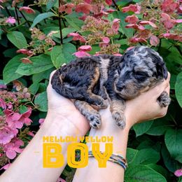 Mellow yellow - Blue merle male Aussiedoodle puppy in Cambridge, Minnesota from Country Meadow Doodles