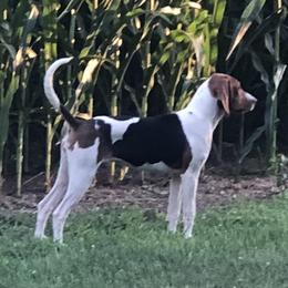 Liz - Treeing Walker Coonhound