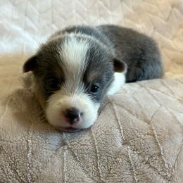 Annie - Gray and white female American Corgi puppy in Decatur, Texas from Bar S Corgis