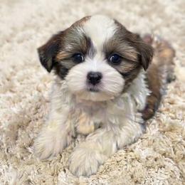 Hug - Tricolor male Shih Tzu puppy in Bourne, Massachusetts from Shih Tzu Pups